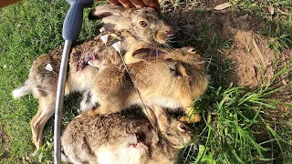 Blowgun Hunting Rabbits! SNEAK PEEK INTO NEXT WEEK!!!