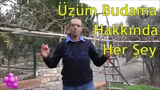 Üzüm Budaması Nasıl ve Ne Zaman Yapılır?