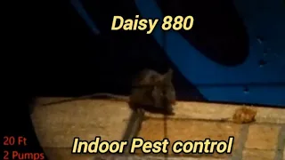 Daisy 880 Vs Mice / Rats ( Pest Control )