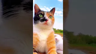 New Funny Animals 2023 😄 Funniest Cats and Dogs 😹🐶 Part 4