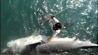 Over 400kg! Stabbing and Breaking Down Man-Eating Shark