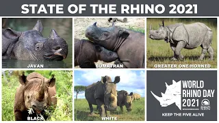 State of the Rhino 2021 | The Latest in Global Rhino Conservation