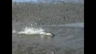 Salmon swimming upstream at the Rock Island Lodge, Alaska