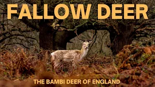 Fallow Deer: The facts