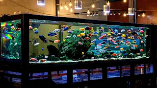 Beautiful African Cichlid Tank Setup | Amazing 100 Male African Cichlids