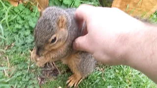 Squirrel friend wants rain food