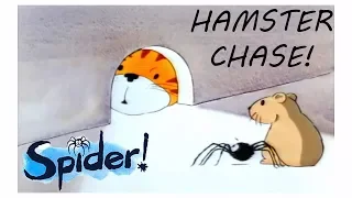 Spider! Episode 9 | Hamster Chase | SPIDER IN THE BATH