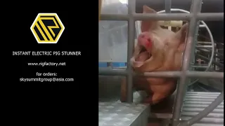Electric Pig Stunner Rig Factory supplier