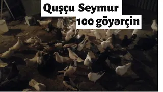 Birinci videomuz/Quşçu Seymur Bakı göyərçinləri