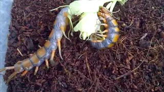 Centipede VS Praying Mantis