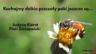 Kochajmy dzikie pszczoły póki jeszcze są / dr Justyna Kierat i Piotr Szczepański