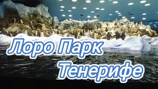 Тенерифе. Лора Парк. семейный отпуск