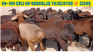 90-100 kgli TOJIKISTON 💯 XISORI QOʻCHQORLAR KELDI