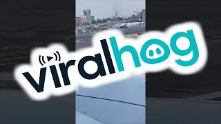 Pigeon Surprised by Planes High Speeds || ViralHog