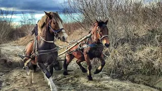 НЕ КОНІ, А ДРАКОНИ🐉/ТАКІ КОНІ МАЄШ І ГОРЯ НЕ ЗНАЄШ👍/КОНІ В РОБОТІ 🔥