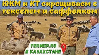 1200 мясных баранчиков - помесь первого поколения казахских пород овец с текселем и с саффолком