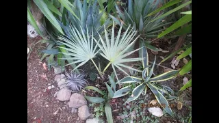 Mexican Blue Palm in a Northern climate