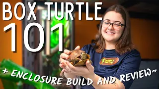 Box Turtle Care Guide + Box Turtle Enclosure Build | are Amazon tortoise enclosures any good???