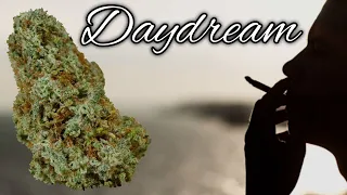 Daydream OFFICIAL Strain Review