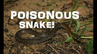 POISONOUS AND VENOMOUS SNAKE IN THAILAND!