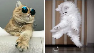 Котята- Милые  и Смешные ПОПРОБУЙ НЕ ЗАСМЕЯТЬСЯ! Baby Cats - Cute and Funny Cat Videos  #1