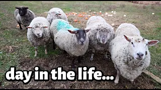 I SPIED on the GOLDEN GIRLS for an ENTIRE DAY ...what do retired sheep do all day?? | Vlog 735