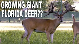 Growing BIG Whitetail Bucks in Sunshine State Florida! | Deer Farming