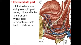 Submandibular region Dr Shabana lectures Anatomy Head and neck