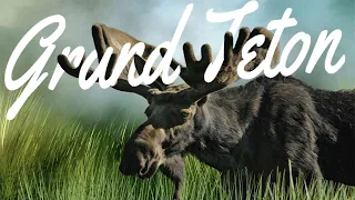 Close Encounter With 3 Bull Moose In Grand Teton National Park 4K