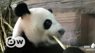 China: Kuscheldiplomatie mit Pandas | DW Deutsch
