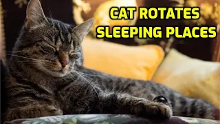 Why Do Cats Suddenly Change Where They Sleep?
