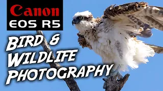 Canon R5 Bird & Wildlife Photography | An AMAZING Camera!