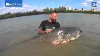 What a catch! Fisherman reels in 19 STONE catfish in Italy