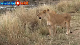 Lions and Cub Try to Cross the Crocodile River and Miraculously Succeed1