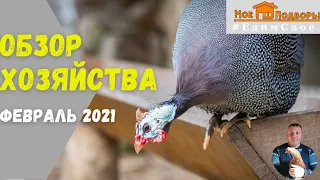 Обзор хозяйства февраль 2021:цесарки, козы, куры. "Мое Подворье"