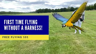 FREE FLYING OUR MACAW FOR THE FIRST TIME | SHELBY THE MACAW