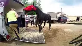 Погрузка лошади в коневозку. Loading a horse into a trailer. GoPro.