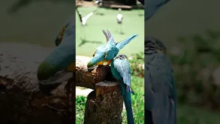 Cute Parrot | Birds Lover | #short #shortvideo | @Animal Lovers