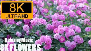 8K / 8K ULTRA HD / 8K TV – The Most Beautiful Flowers Collection | Flower Blooming Time Lapse