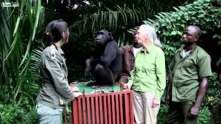 The Story of Wounda the Chimpanzee and Her Hug to Jane Goodall During her Liberation    HD