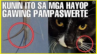 KUNIN ITO !! MGA MASWERTENG BAGAY BUHAT SA BAHAGI NG KATAWAN NG MGA HAYOP - AGIMAT AT ANTING ANTING