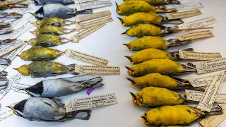 From roadkill to research: Collect dead wildlife to help science