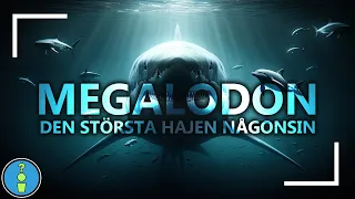 MEGALODON - DEN STÖRSTA HAJEN NÅGONSIN