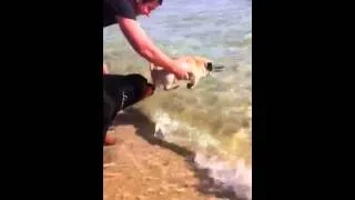 Crazy Pugs can swim