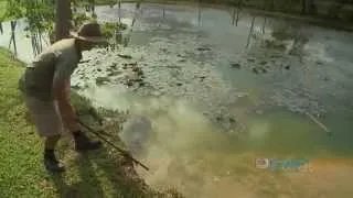 15 foot Hungry Crocodile vs Man with Food, Australia Queensland