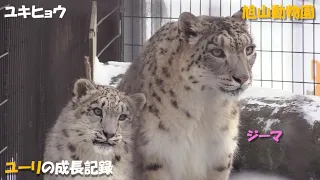 【ユキヒョウ】ユーリの成長記録（旭山動物園）Snow leopard "Juli"