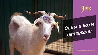 Выставка овец и коз с Кутузовки переехала в центр города