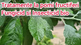 Tratament la pomi fructiferi aplicat in verde fungicid insecticid natural 2 in 1