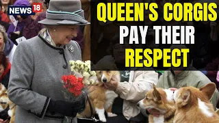 Queen Elizabeth Death | Queen Elizabeth Funeral 2022 | Queen's Corgis | English News | Latest News