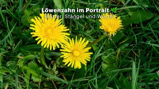 Löwenzahn im Portrait: Blätter, Stängel und Wurzel (ohne Gelaber)